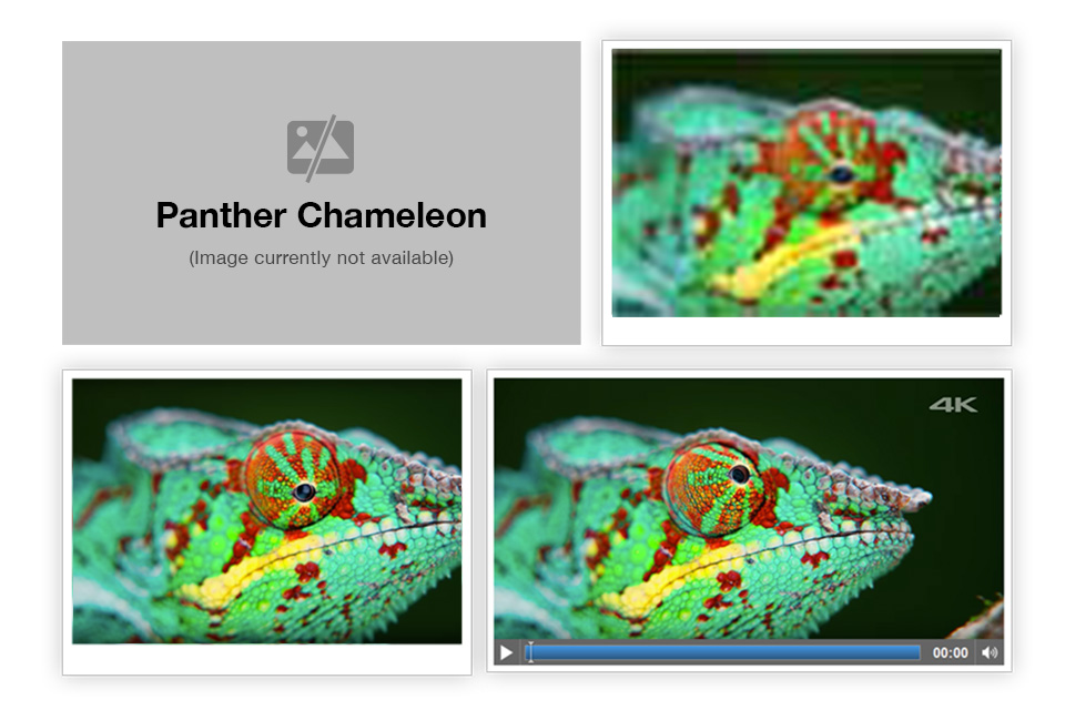 a media component, showing four different states of an image or video of a chameleon